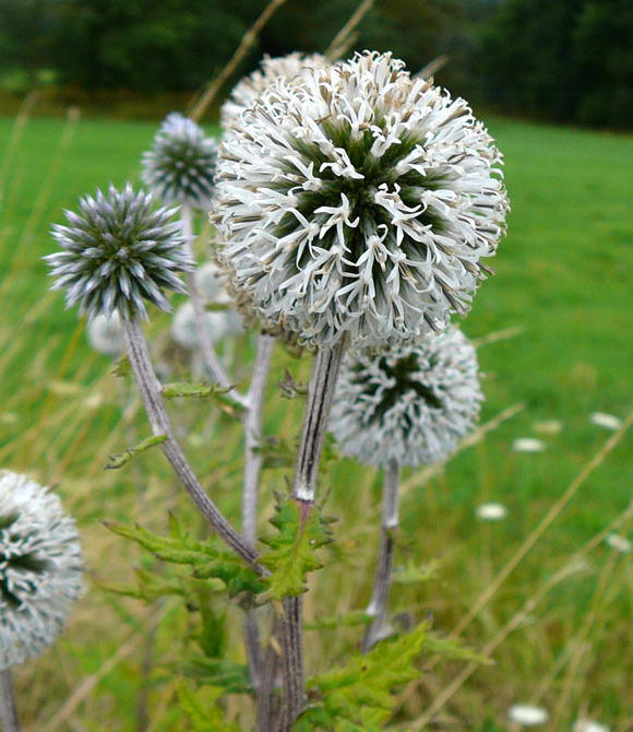 Gemeine Kugeldistel  - Echinops sphaerocephalus