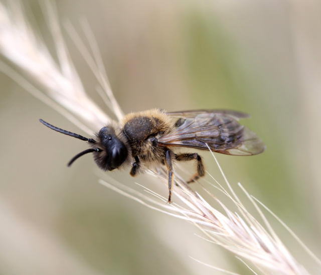 Gemeine Sandbiene - Andrena flavipes