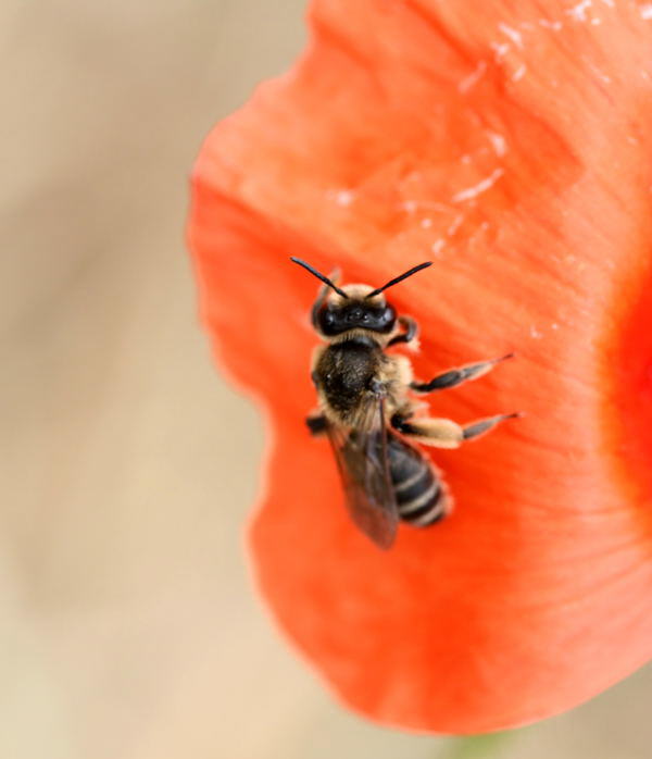 Gemeine Sandbiene - Andrena flavipes