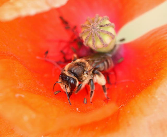 Gemeine Sandbiene - Andrena flavipes