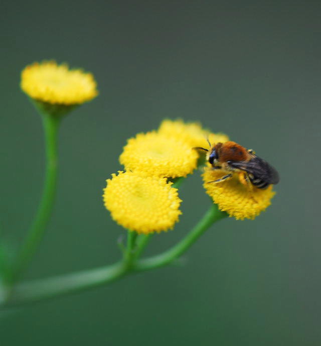 Gemeine Seidenbiene - Colletes daviesanus 