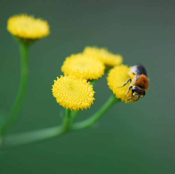 Gemeine Seidenbiene - Colletes daviesanus