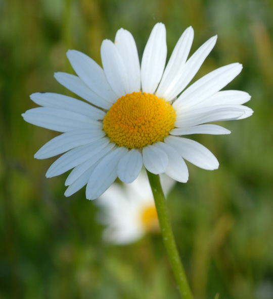 Gemeine Wucherblume (Marguerite) - Leucanthemum vulgare