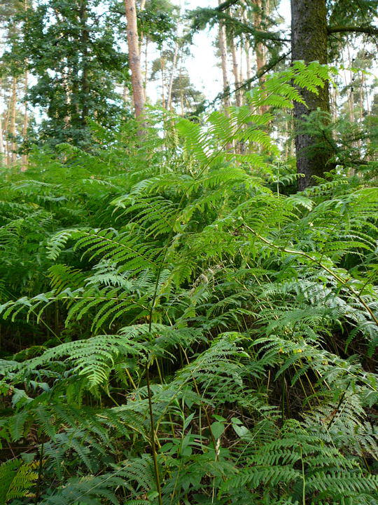 Gemeiner Adlerfarn - Pteridium aquilinum 