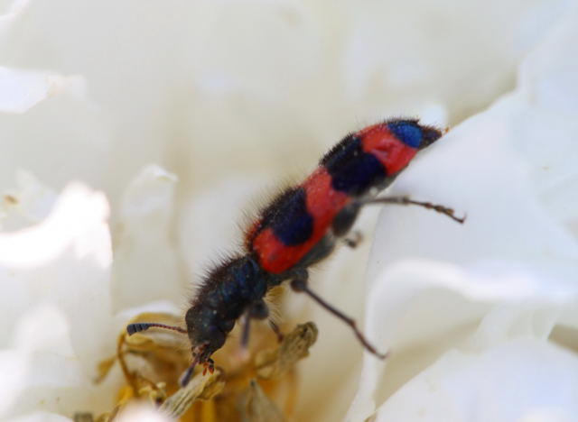 Gemeiner Bienenkfer - Trichodes apiarius