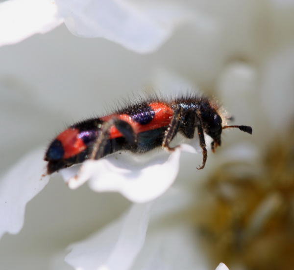 Gemeiner Bienenkfer - Trichodes apiarius