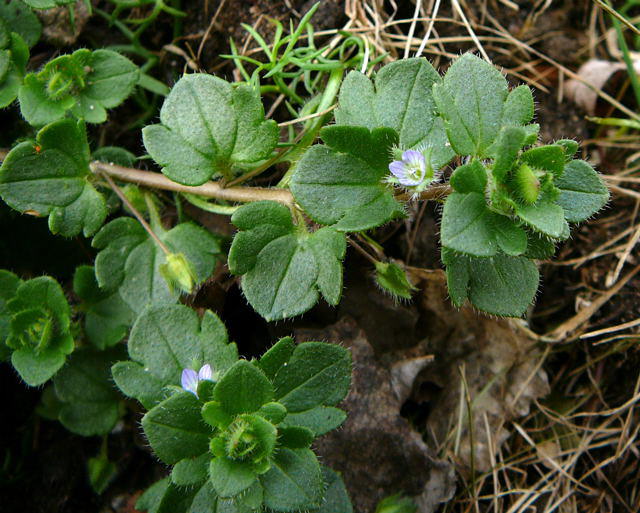 Gemeiner Efeu-Ehrenpreis - Veronica hederifolia ssp. hederifolia