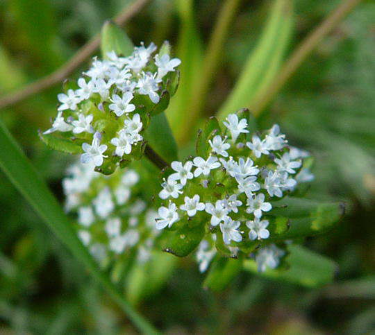 Gemeiner Feldsalat - Valerianella locusta 