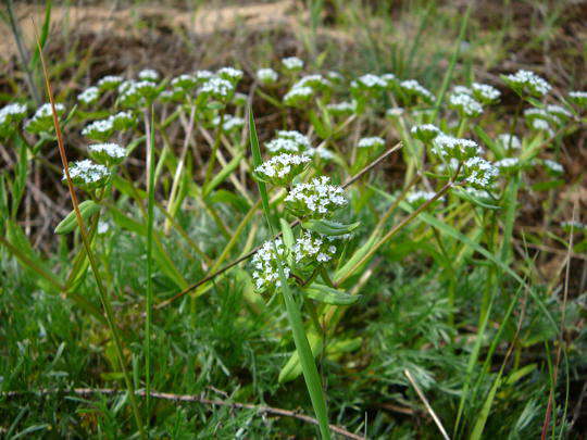 Gemeiner Feldsalat - Valerianella locusta 