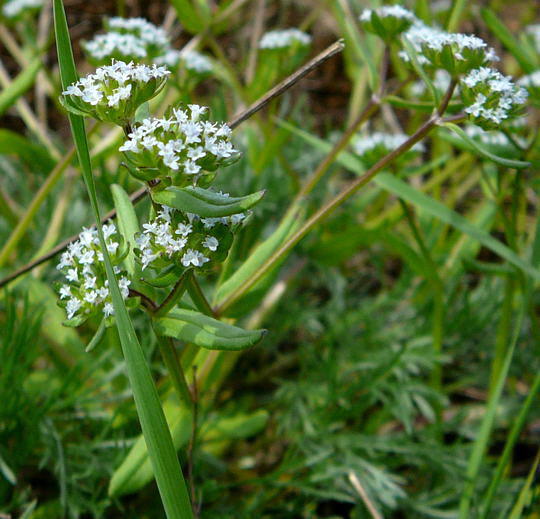 Gemeiner Feldsalat - Valerianella locusta 