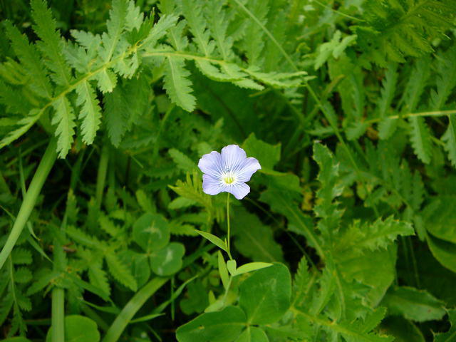 Gemeiner Lein - Linum usitatissimum 