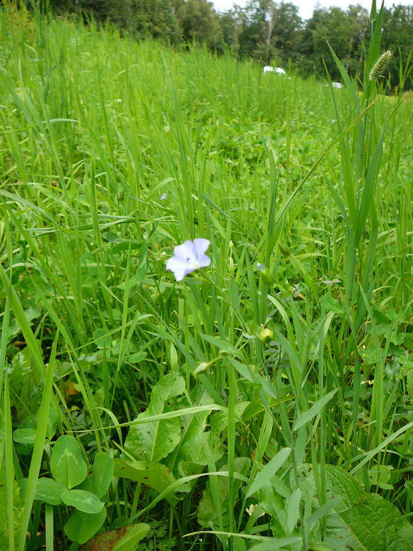 Gemeiner Lein - Linum usitatissimum 