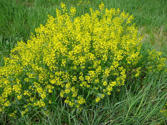 Gemeines Barbarakraut - Barbarea vulgaris