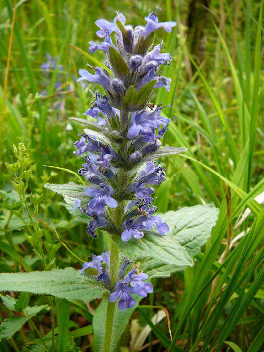 Genfer Gnsel - Ajuga genevensis