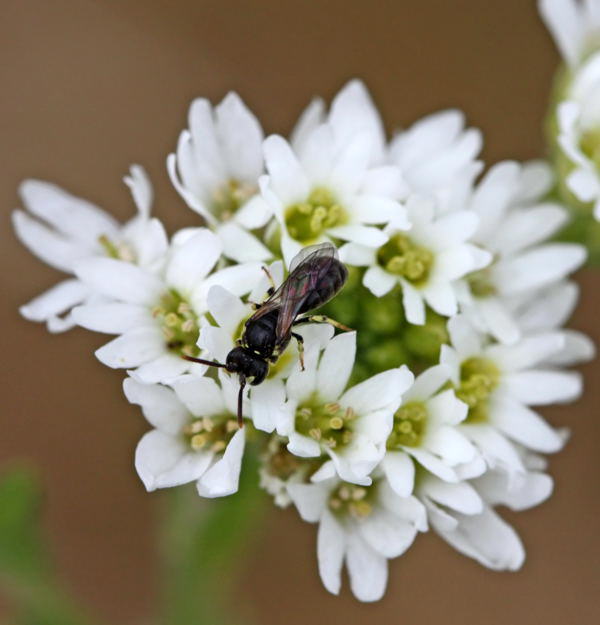 Geringelte Maskenbiene - Hylaeus annularis