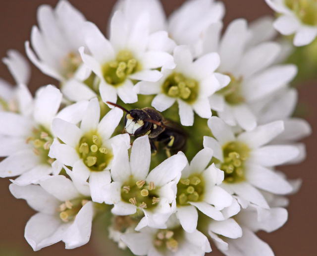 Geringelte Maskenbiene - Hylaeus annularis