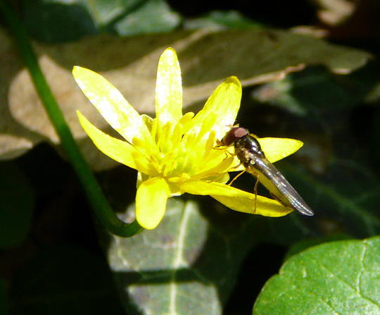 Glnzende Schwarzkopf-Schwebfliege - Melanostoma mellinum