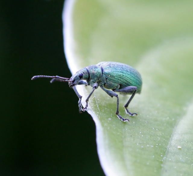 Glanzrssler - Phyllobius pomaceus