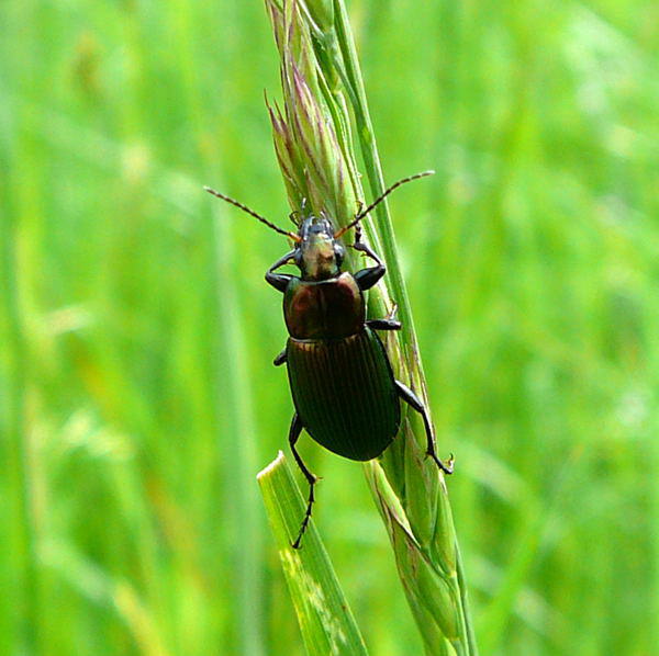 Glatthalsiger Buntgrablufer - Poecilus cf. versicolor