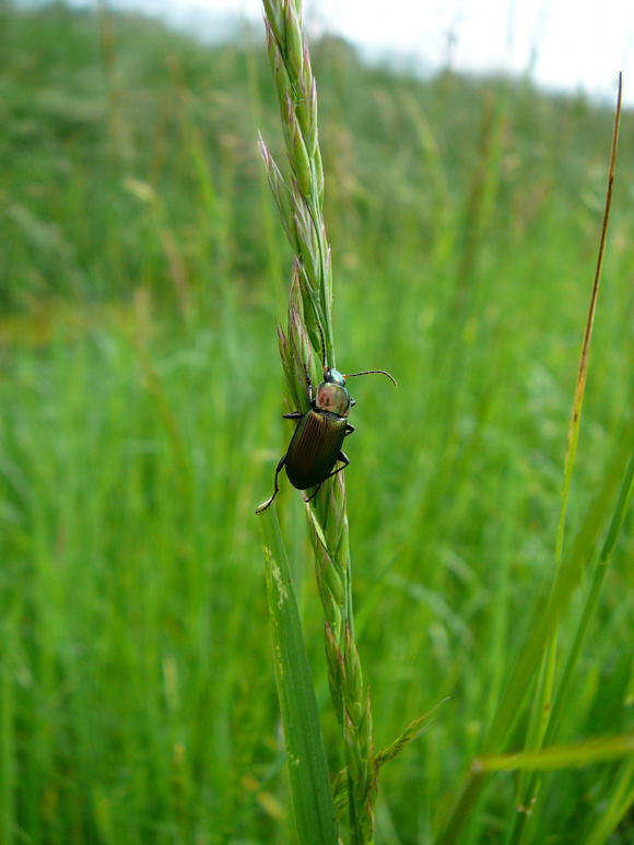 Glatthalsiger Buntgrablufer - Poecilus cf. versicolor