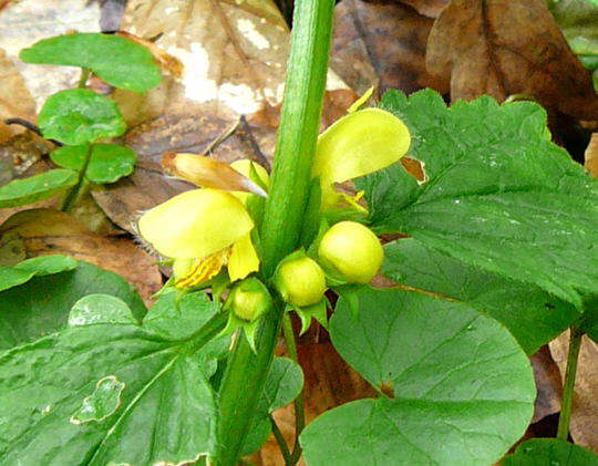 Gemeine Goldnessel - Lamium galeobdolon