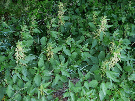 Groe Brennessel - Urtica dioica