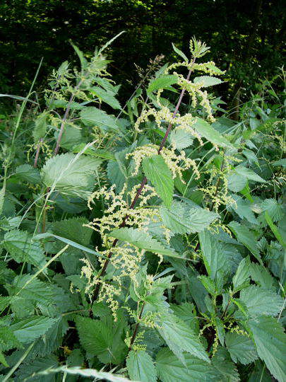 Groe Brennessel - Urtica dioica