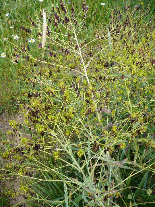 Frber-Waid - Isatis tinctoria