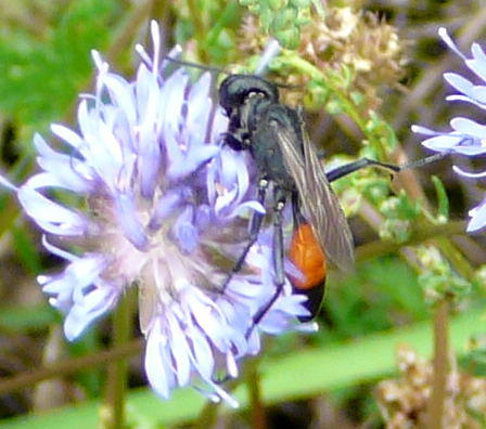 Grabwespe - Podalonia hirsuta