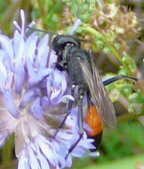 Grabwespe - Podalonia hirsuta