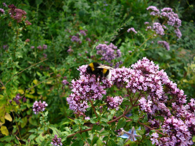 Groe Erdhummel - Bombus magnus 