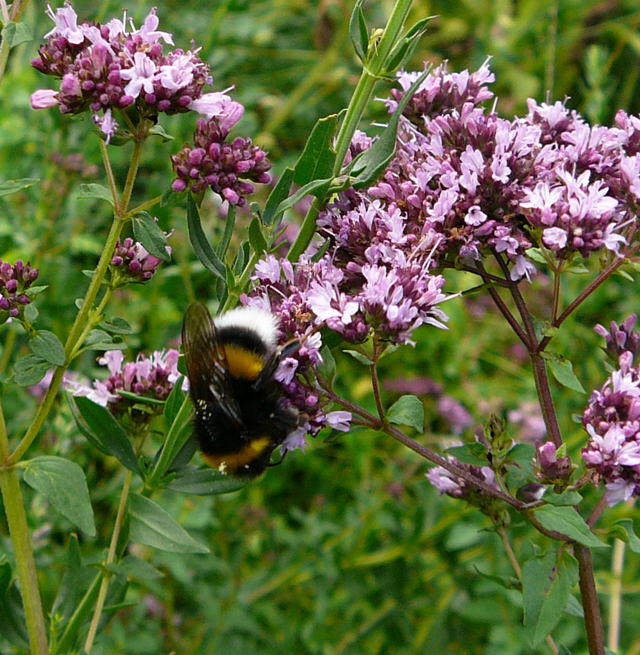 Groe Erdhummel - Bombus magnus 