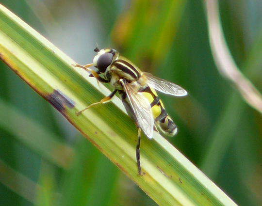 Groe Sumpfschwebfliege 