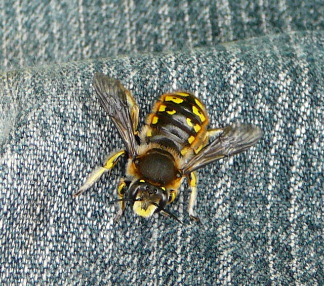 Groe Wollbiene - Anthidium manicatum