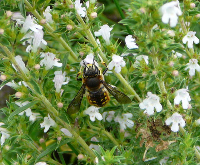 Groe Wollbiene - Anthidium manicatum