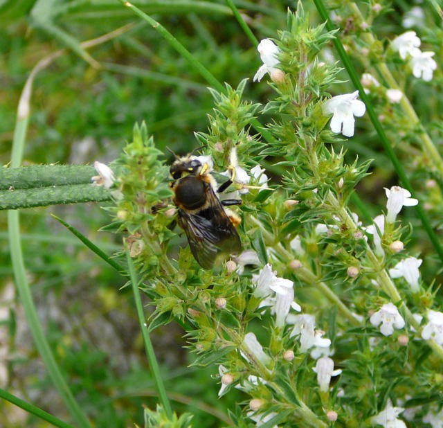 Groe Wollbiene - Anthidium manicatum