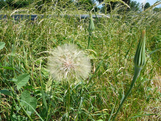 Groer Bocksbart - Tragopogon dubius