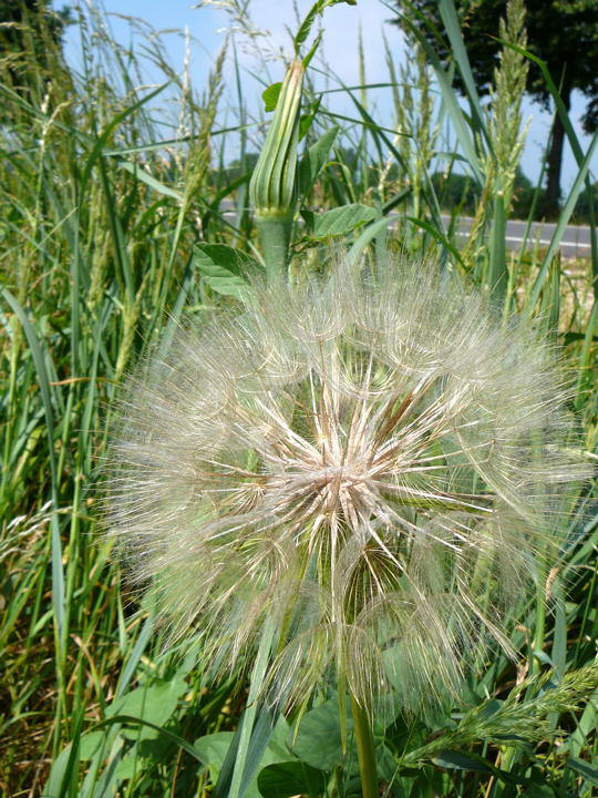 Groer Bocksbart - Tragopogon dubius