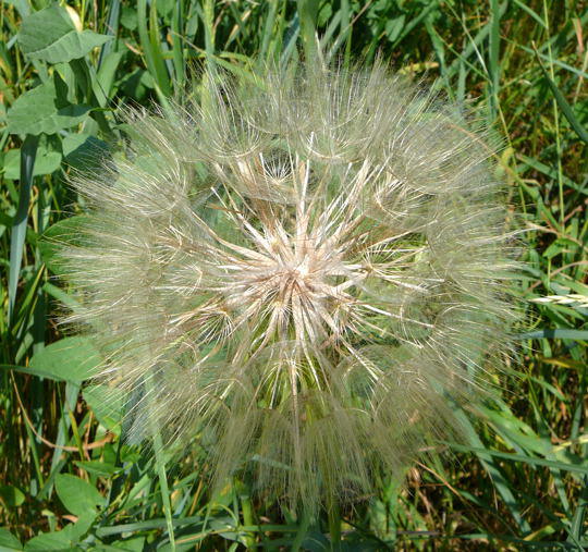 Groer Bocksbart - Tragopogon dubius