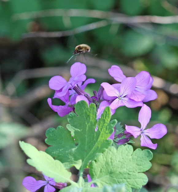 Groer Wollschweber - Bombylius major