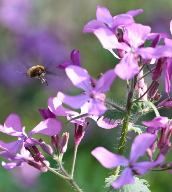 Groer Wollschweber - Bombylius major