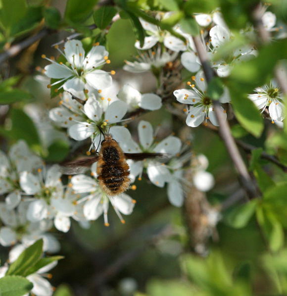 Groer Wollschweber - Bombylius major