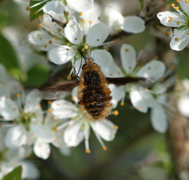 Groer Wollschweber - Bombylius major