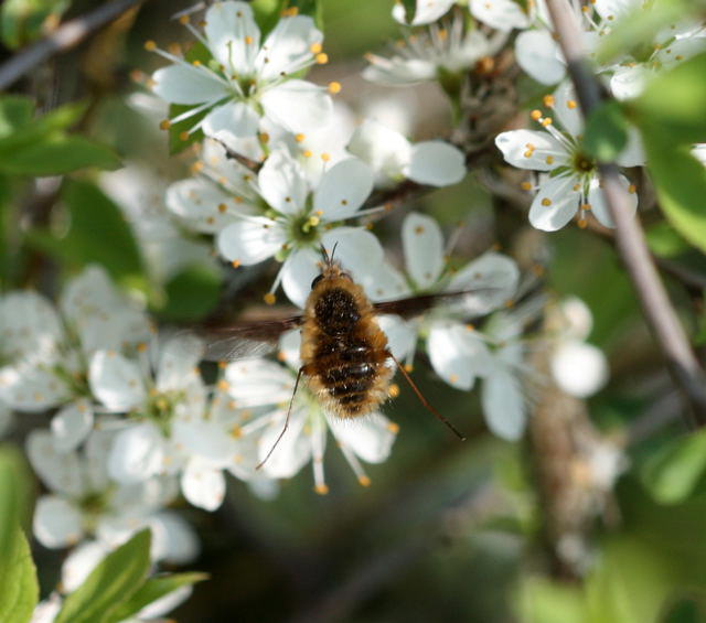 Groer Wollschweber - Bombylius major