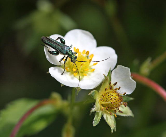 Grner Scheinbockkfer - Oedemera nobilis