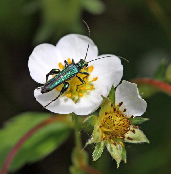 Grner Scheinbockkfer - Oedemera nobilis