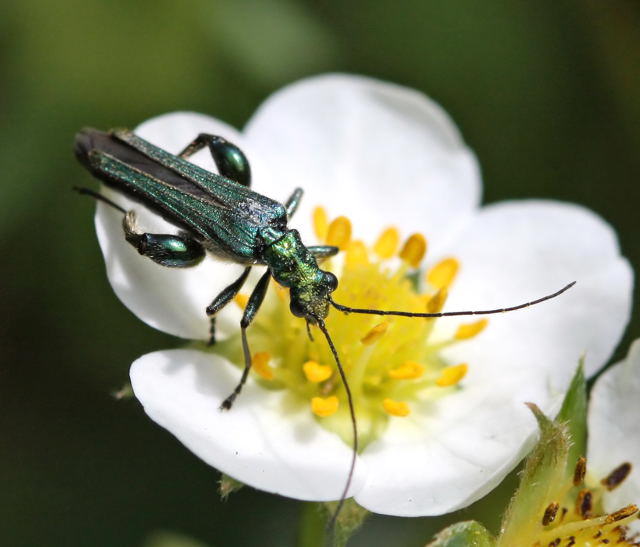 Grner Scheinbockkfer - Oedemera nobilis 