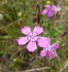 Heide-Nelke - Dianthus deltoides 