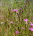 Heide-Nelke - Dianthus deltoides 