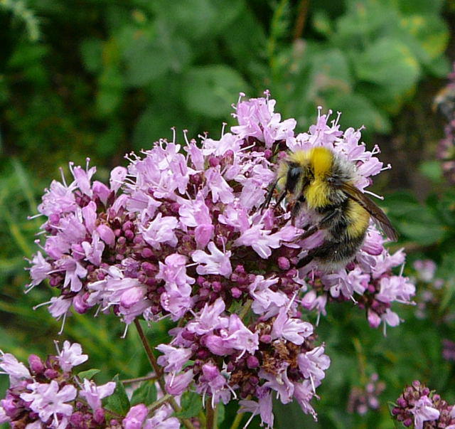 Helle Erdhummel - Bombus lucorum